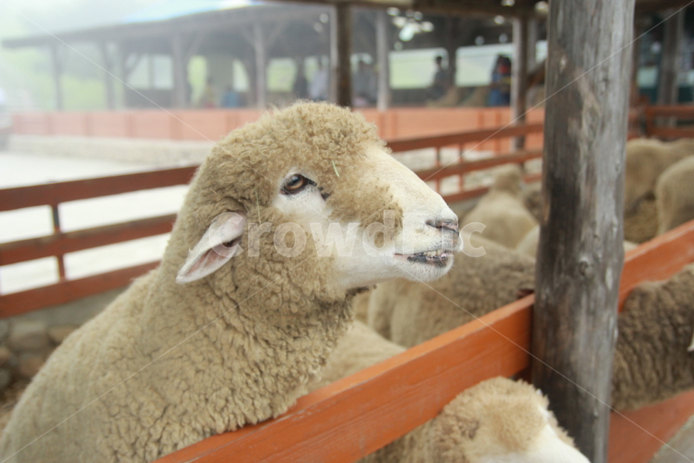 양,동물,포유류,양떼목장,목장,동물,animal,포유류,mammal,산업,industry,industrial,목축업,목장,livestock farming,ranching,pasture