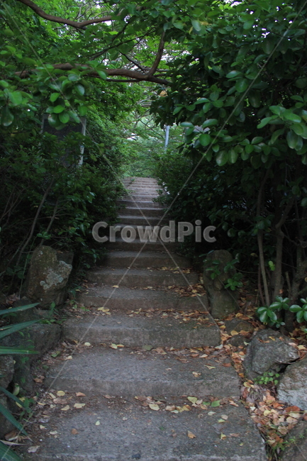 계단,garden,정원,비밀의숲,돌계단,outdoors,옥외