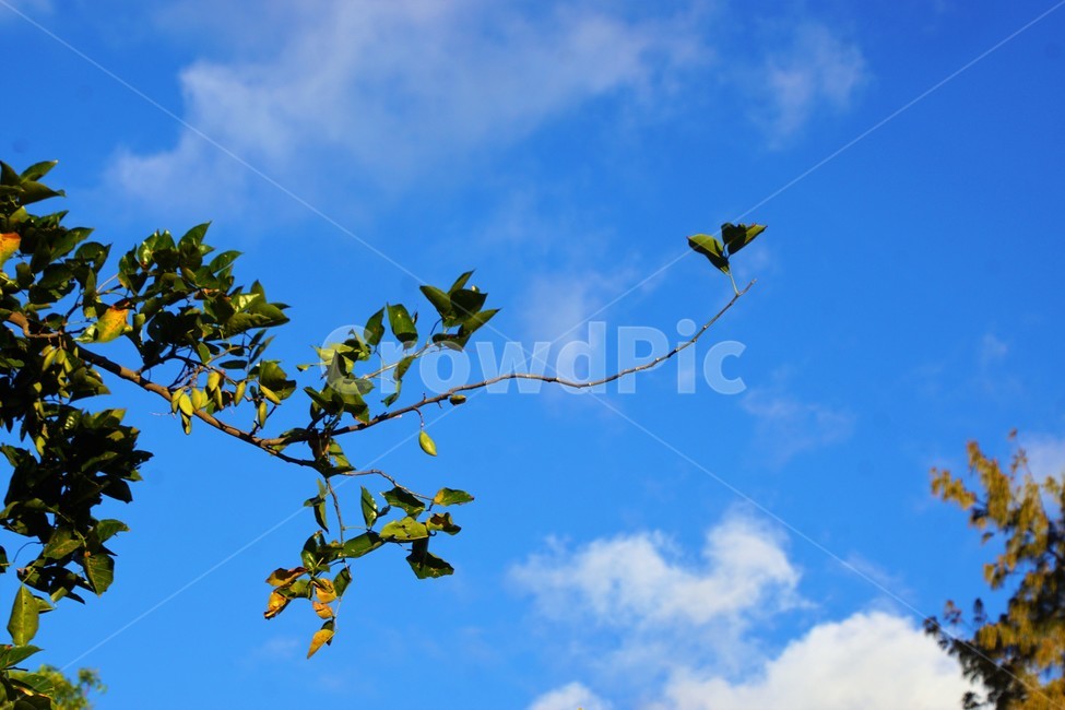나무,자연,식물,하늘,초록색,sky,green,nature,구름,감성,자연,풍경,nature,landscape,animal,동물,bird,새,leaf,잎,plant,outdoors,옥외