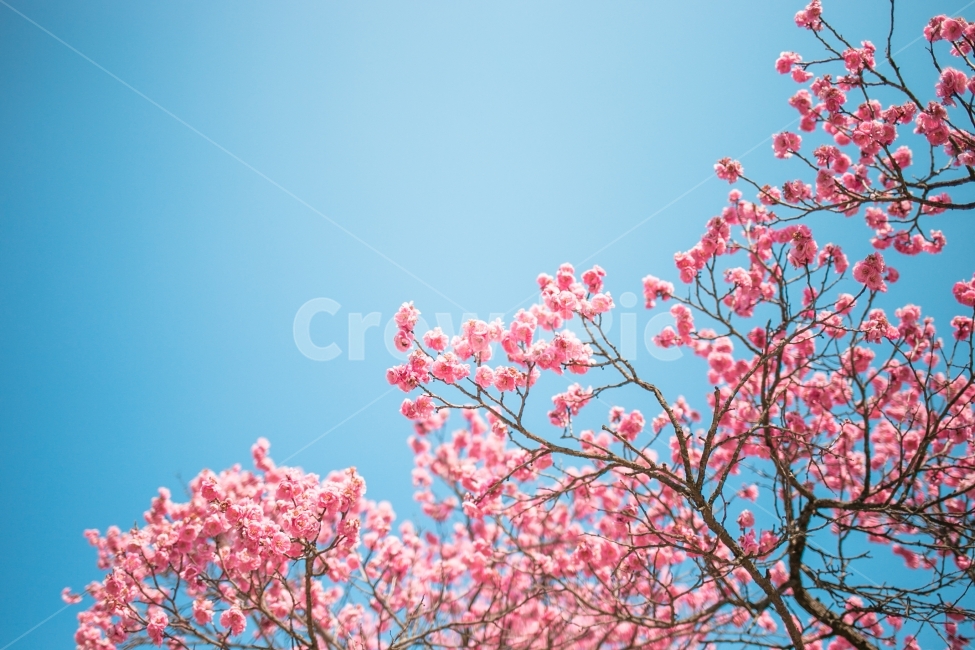 풍경,자연,스냅,꽃,홍매화,봄,계절,spring,season,식물,자연,plants,nature,꽃,flower,감성,sensible,feeling,plant,blossom