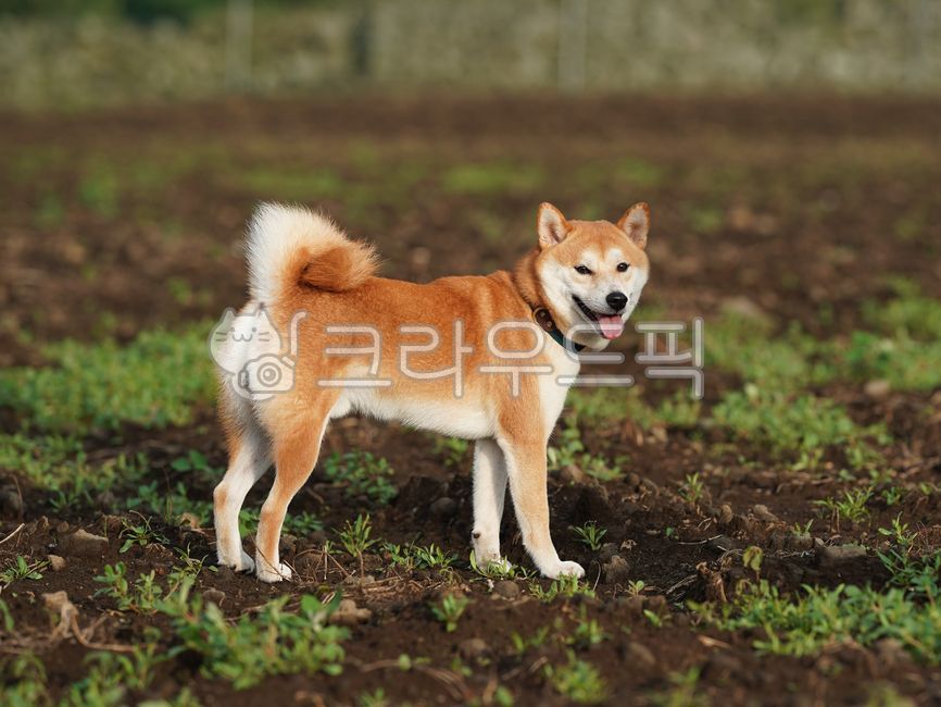 반려견,시바견,강아지,애완동물,동물,포유류,shibainu,자연,outdoors,야외,귀여운,pet,dog,개,멋진,토양,농장,밭