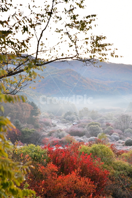 자연,풍경,가을,단풍,새벽,산,나무,가을,계절,fall,autumn,season,자연,풍경,nature,landscape,weather,날씨,outdoors,옥외
