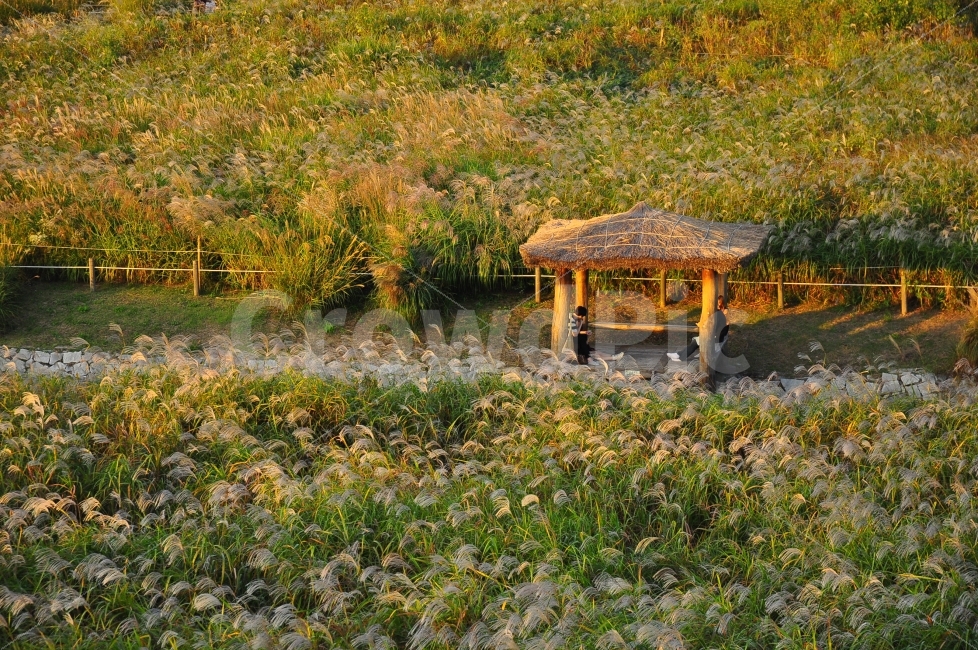 상암동,하늘공원,억새풀,가을,쉼터,정자,억새풀밭,갈대,sky,park,skypark,silvergrass,silver,grass,autumn,season,pavilion,rest,people,자연,풍경,nature,landscape,사람,인물,인간,human,person