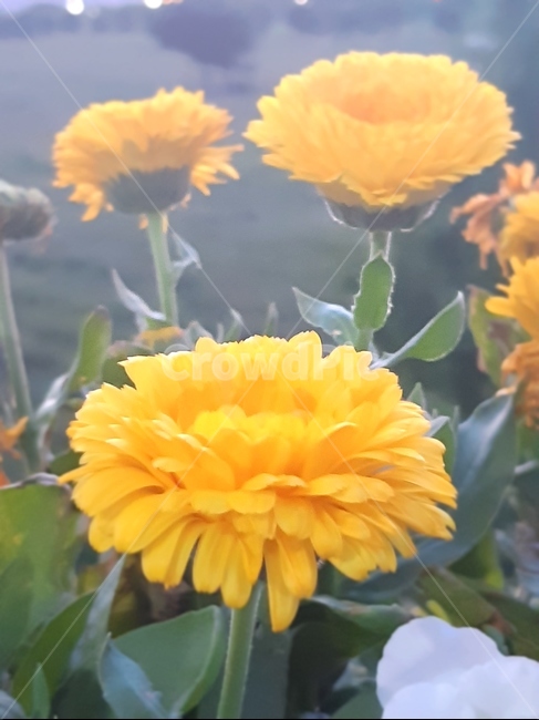 꽃,노란꽃,노을,들꽃,노란