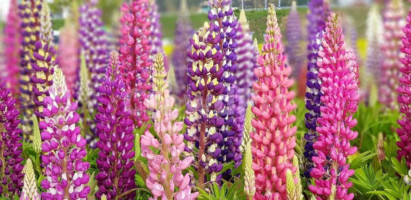 꽃,루핀,루피너스,자연,식물,flower,nature,그린,green,보라색,violet,분홍,pink,식물,자연,plants,nature,꽃,flower