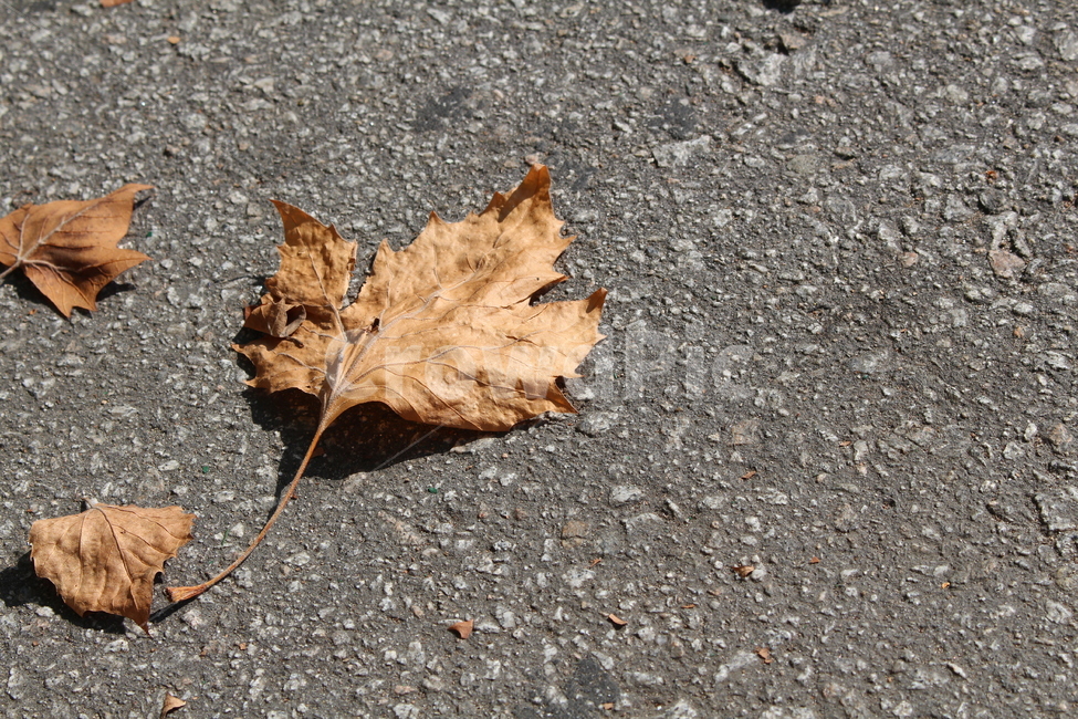 낙엽,쓸쓸함,외로움,버려짐,떨어짐,바닥,가을,계절,fall,autumn,season,leaf,잎,plant,식물