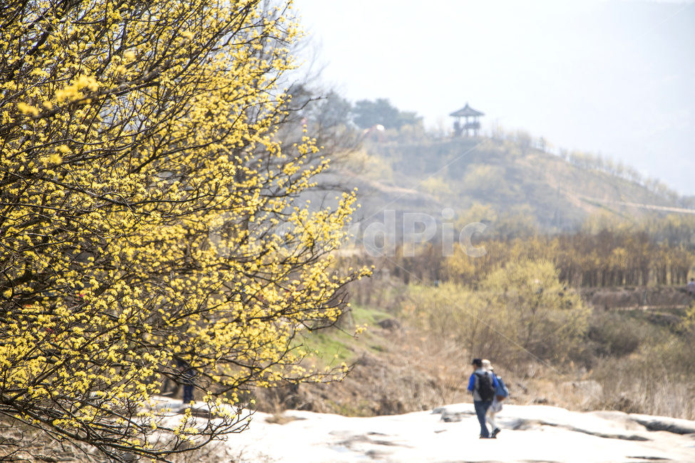 산수유,봄,나들이,배경,계절,꽃,자연,식물,한국,봄,계절,spring,season,자연,풍경,nature,landscape