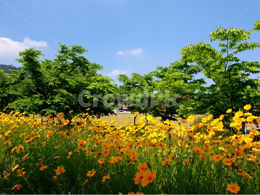 금계국,꽃,봄,노랑,풍경,자연,풍경,nature,landscape,한국자연풍경,한국자연경관,korea nature landscape,식물,plants,꽃,flower,grassland,목초지,field,들,outdoors,옥외,rural,농촌,farm,농장,meadow