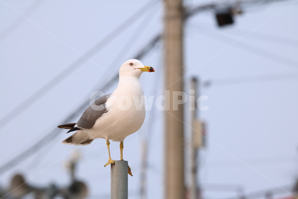 을왕리,해변,갈매기,갈매기친구들,새,동물,animal,조류,새,birds