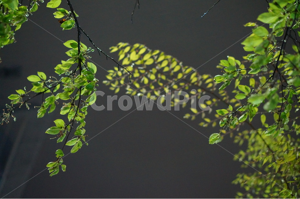 봄,나무잎,초록초록,야경,길가,밤,나무,야경,밤,풍경,nightscape,night,landscape,식물,자연,plants,nature,plant,leaf,잎