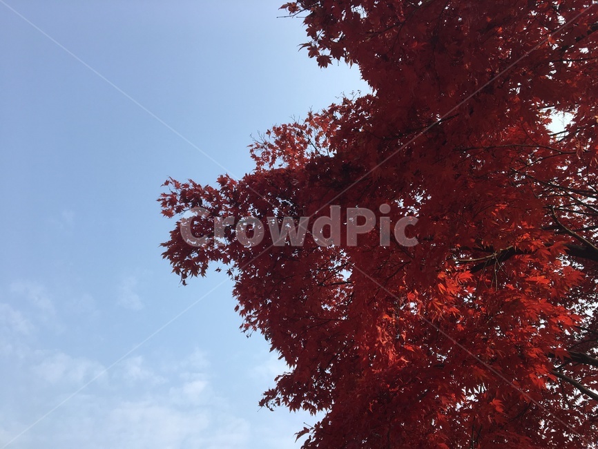 가을,단풍,자연,감성,하늘,가을,계절,fall,autumn,season,자연,풍경,nature,landscape,leaf,잎,plant,식물,tree,나무,maple