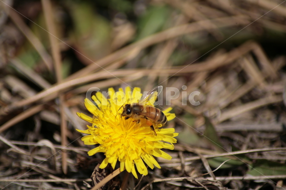 민들레,야생화,들꽃,허니,꿀벌,벌,honey,식물,자연,plants,nature,꽃,flower,동물,animal,곤충,벌레,insect,bug