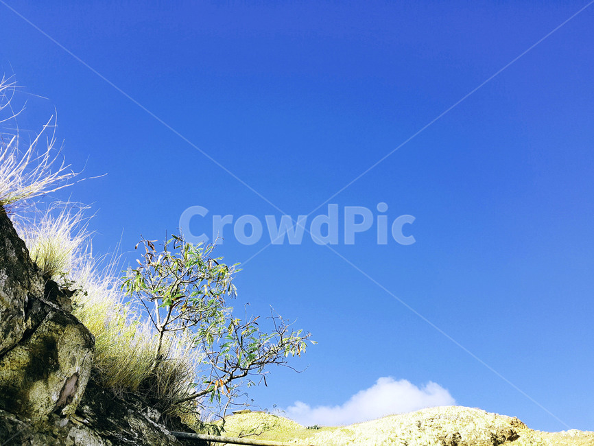 숲,나무,자연,하늘,풍경,자연,풍경,nature,landscape,plant,식물,vegetation,초목,bush,부시,tree