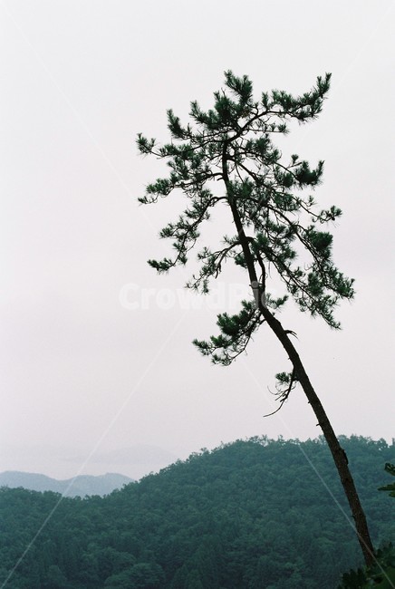 소나무,기백,나무,풍경,초록