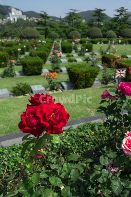plant,식물,blossom,rose,장미,flower,꽃,geranium,제라늄,야생화,사물,야외