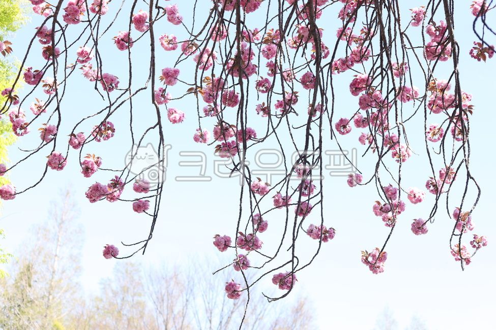 Double cherry blossoms,Cherry Blossom,Spring news,cherryblossom,flower