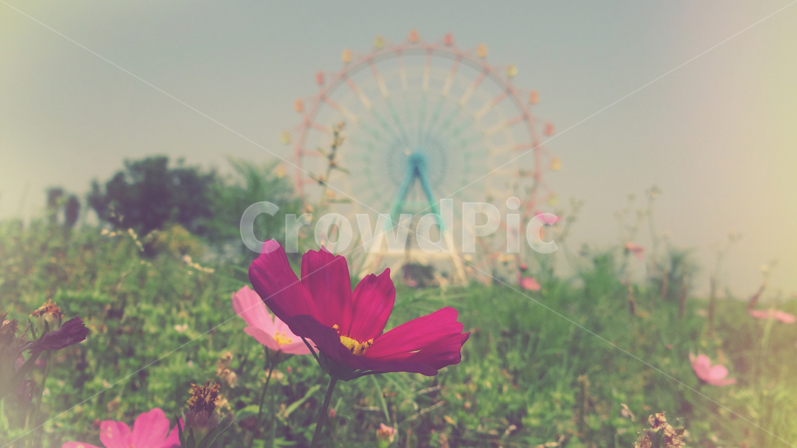 꽃,관람차,감성,풍경,하늘,자연,놀이공원,식물,나무,flower,emotion,sky,nature,공원,park,식물,자연,plants,nature,꽃,flower,놀이공원,놀이동산,놀이터,amusement park,playground