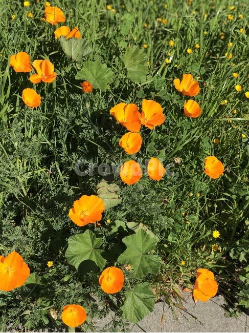 양귀비,들꽃,오렌지색,들판,꽃송이,야생화,선명한,poppy,orange,vivid,floral,flower,color,colorful,outdoor,field