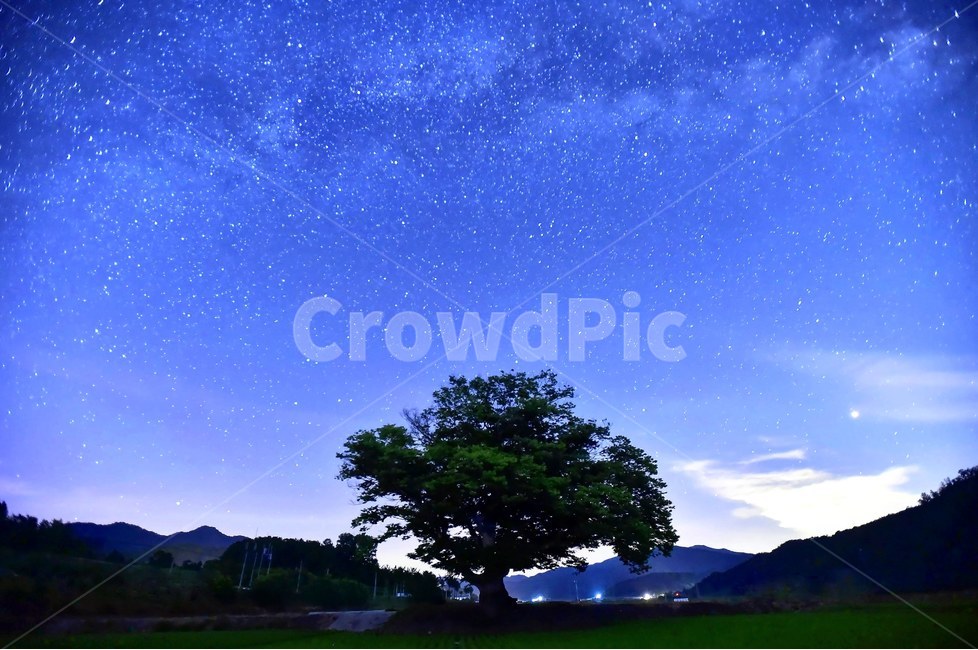 충북보은,원정리,느티나무,시골풍경,은하수,자연,풍경,nature,landscape,한국자연풍경,한국자연경관,korea nature landscape,야경,밤,nightscape,night,식물,plants,나무,trees,wood,outdoors,옥외