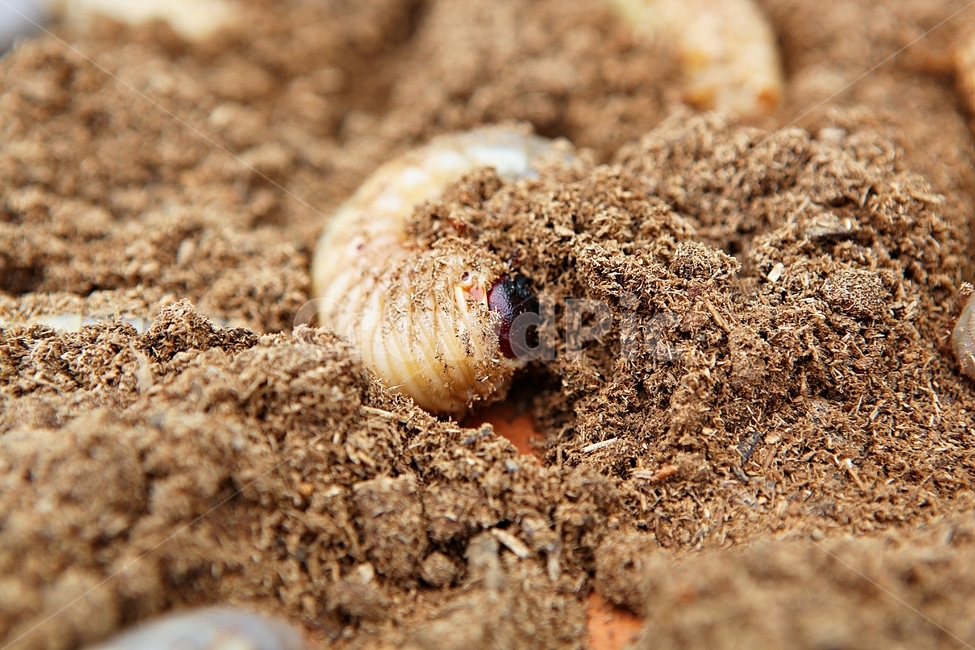장수풍뎅이유충,애벌레,장수풍뎅이,톱밥,생태계,자연,곤충,벌레,insect,bug