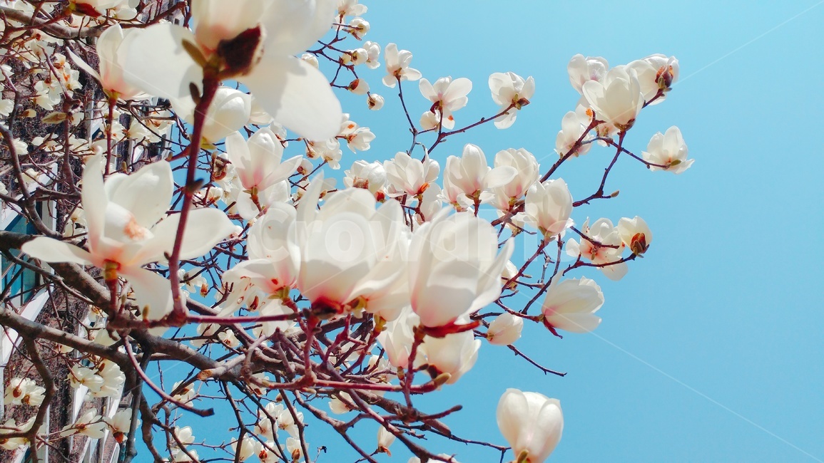 목련,목련꽃,꽃,봄,봄꽃,flower,spring,식물,자연,magnolia,백목련,하늘,sky