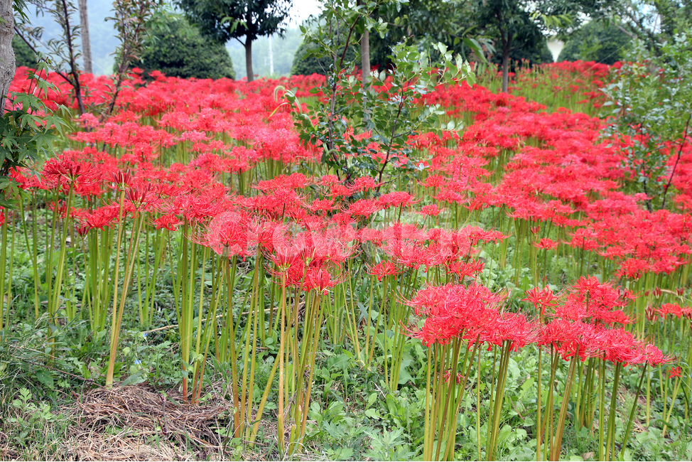 꽃,봄,나무,자연,spring,nature,flower