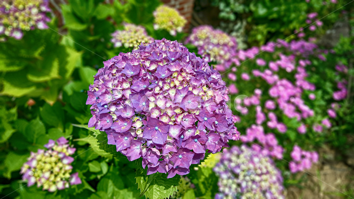 수국,수국화,꽃,flower,blossom,geranium,제라늄,plant,식물