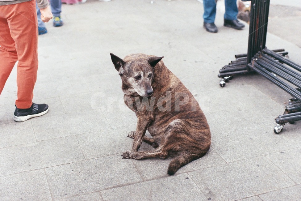 개,dog,강아지,straydog,길거리,street,외로운,loney,필름,film