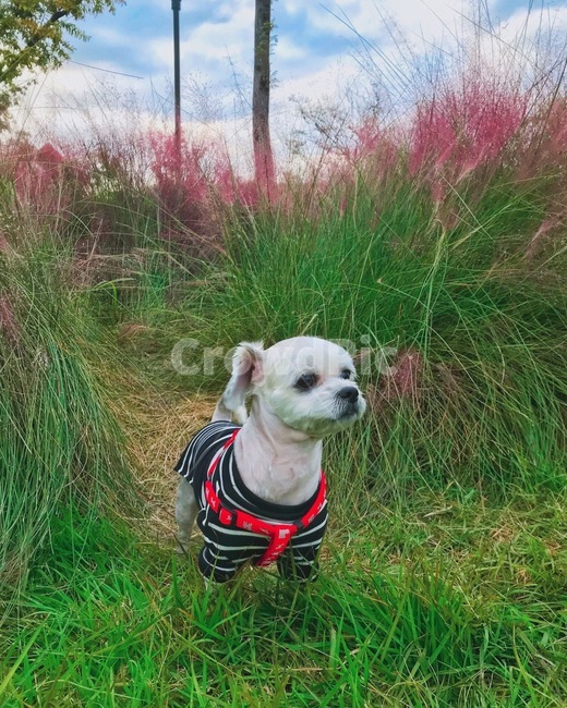 plant,식물,grass,잔디,vegetation,나무,초목,tree,강아지,하늘,핑크뮬리,동물,animal,포유류,mammal,개,강아지,dog,doggy
