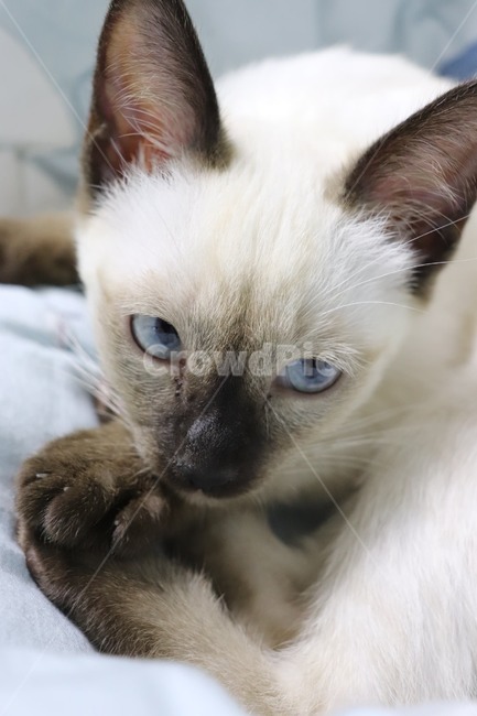 고양이,애완,반려,동물,애완동물,반려동물