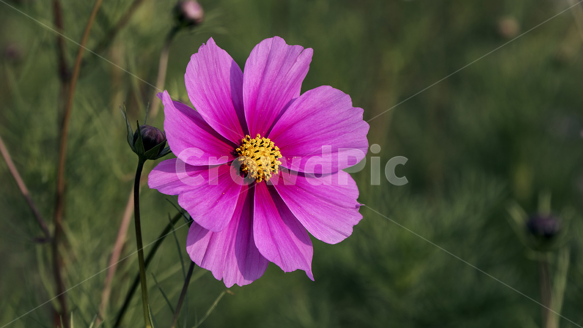 plant,식물,꽃,코스모스,가을,꽃술,가을,계절,fall,autumn,season,식물,자연,plants,nature,꽃,flower