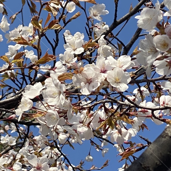 blossom,식물,꽃,flower,cherryblossom,선유도공원,한강,선유도,공원,봄,spring,plant