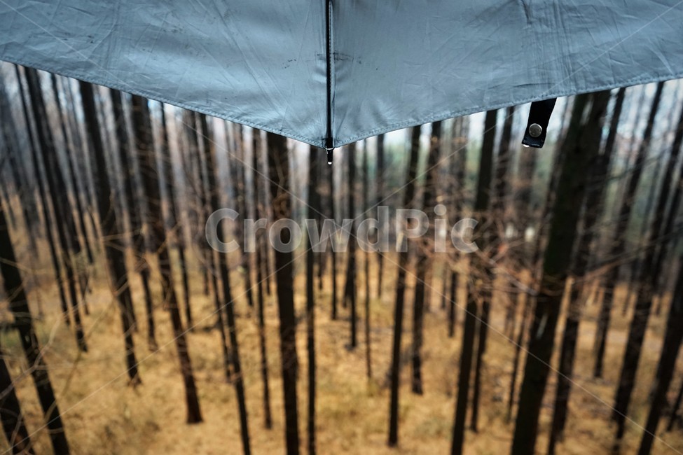 계절,겨울,비,숲,메타세콰이어,자연,우산,rain,woods,vertical,trees,winter,season,nature,비,비오는날,rain,rainy