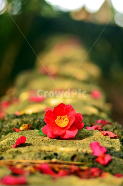 동백꽃,꽃,돌담,동백,아웃포커싱,꽃잎,자연,식물,자연,plants,nature,꽃,flower,감성,sensible,feeling