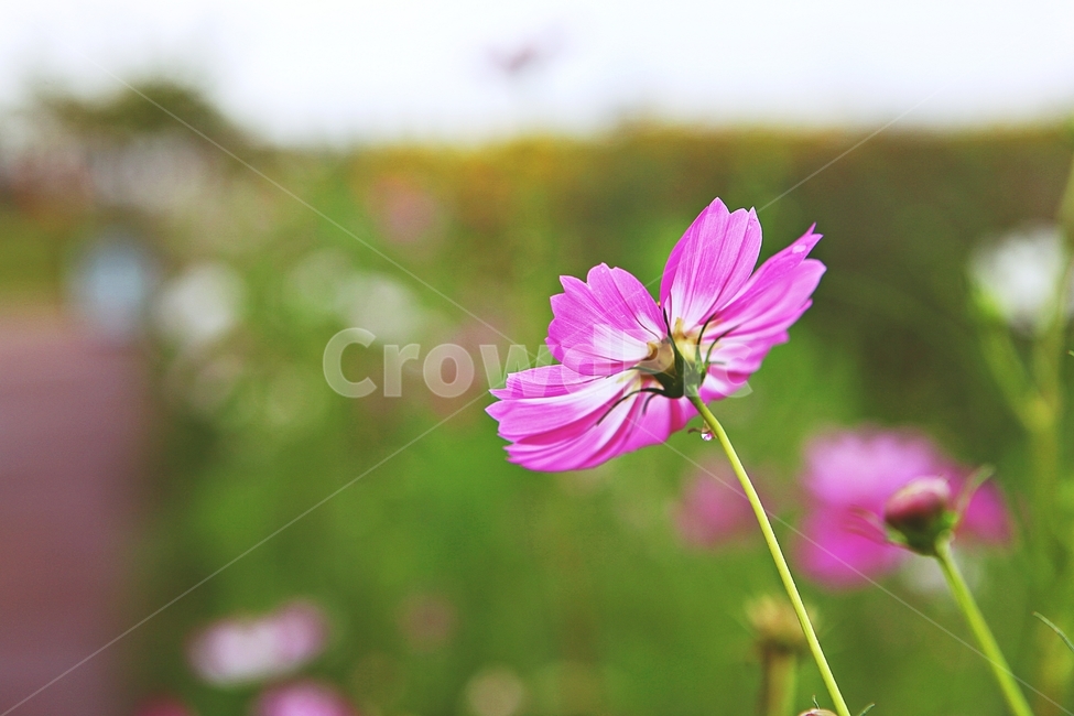 코스모스,꽃,꽃잎,들꽃,식물,가을꽃,가을,공원,자연,식물,자연,plants,nature,꽃,flower