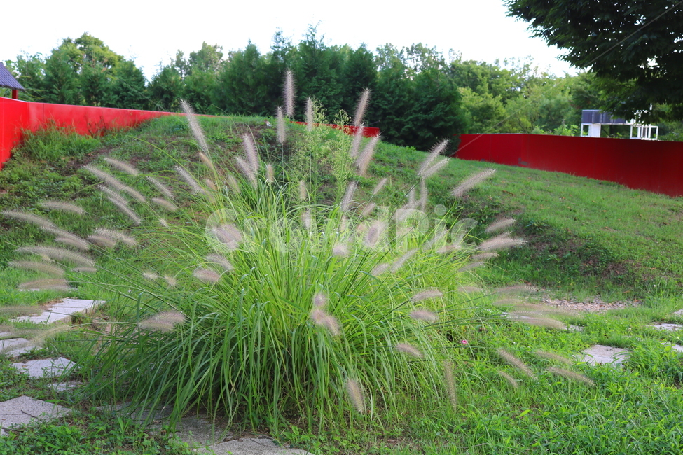 수크령,길갱이,랑미초,식물,벼과,벼과식물,자연,식물,자연,plants,nature