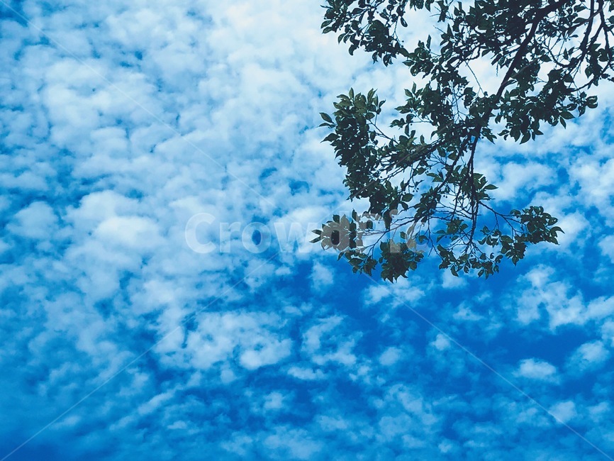 하늘,구름,나무,sky,cloud,tree,풍경,view,자연,nature