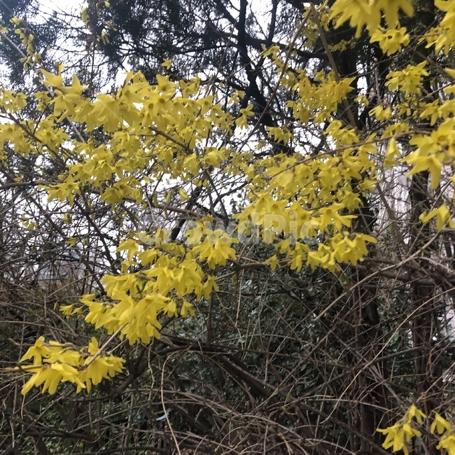 봄,개나리,꽃,노란꽃,자연,계절,spring,season,yelloflower,forsythia,nature