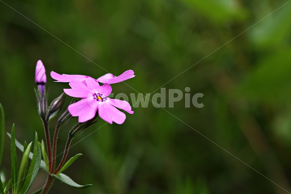 꽃,봄,자연,식물,플라워,공원,식물,자연,plants,nature,꽃,flower