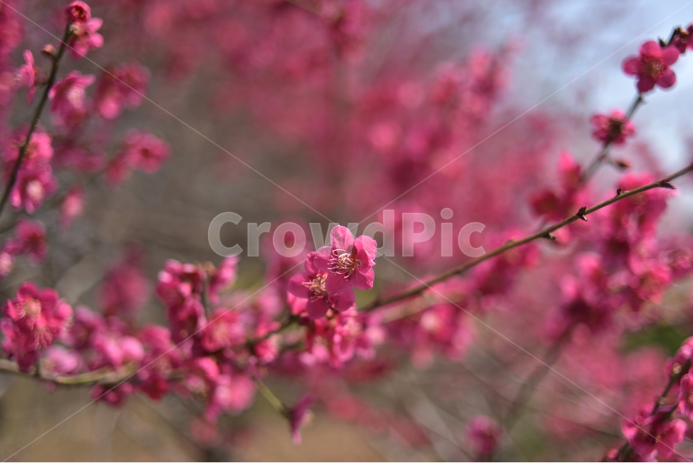 봄,꽃,나무,식물,자연,봄,계절,spring,season,식물,자연,plants,nature,꽃,flower,plant,blossom
