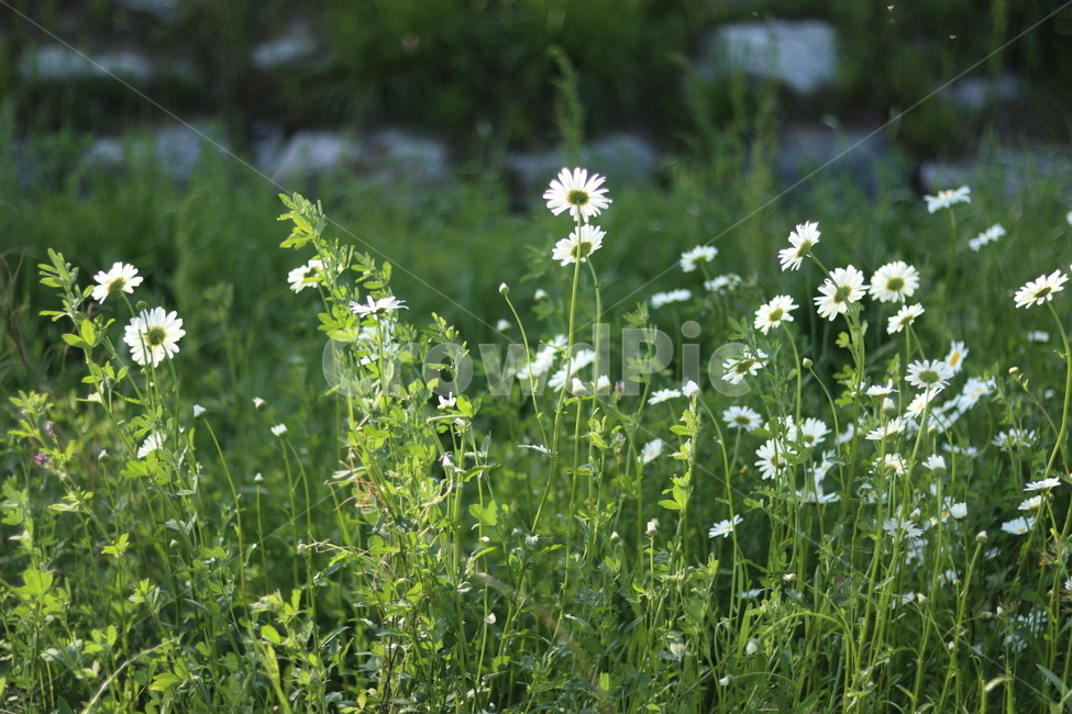 샤스타데이지,흰색,냇가,봄,빛,봄,계절,spring,season,식물,자연,plants,nature,꽃,flower,plant