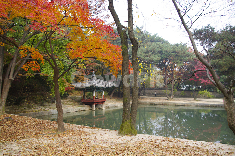 창덕궁,창덕궁후원,애련지,애련정,고궁,건축,전통건축,traditional,전통,가을,fall,나무,식물,plant,단풍,가을,계절,fall,autumn,season,한국전통,한국문화,korean traditional,korean culture,건축물,건물외관,exterior,building,structure,architecture,construction,tree,tree trunk,나무 줄기