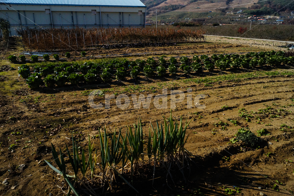 풍경,고추,배추,파,농장,산업,industry,industrial,농업,농사,agriculture,farming,farming industry