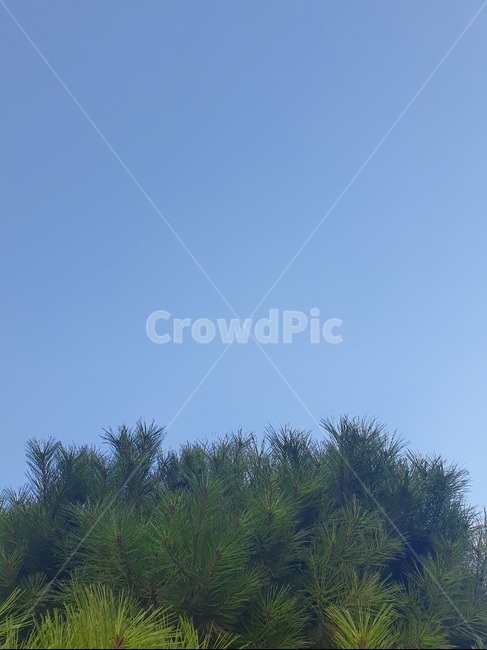 nature,자연,하늘,sky,tree,나무