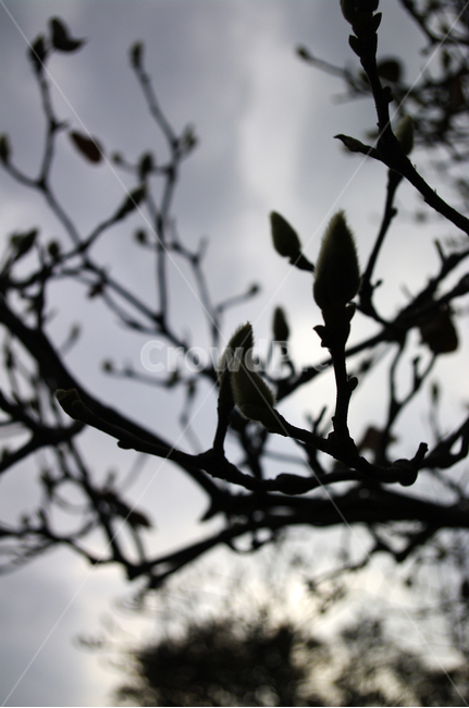 식물,plant,나무,하늘,구름,목련,식물,자연,plants,nature