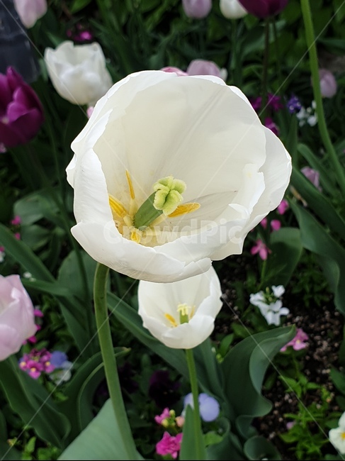 plant,식물,flower,꽃,흰색,식물,자연,plants,nature,꽃,flower