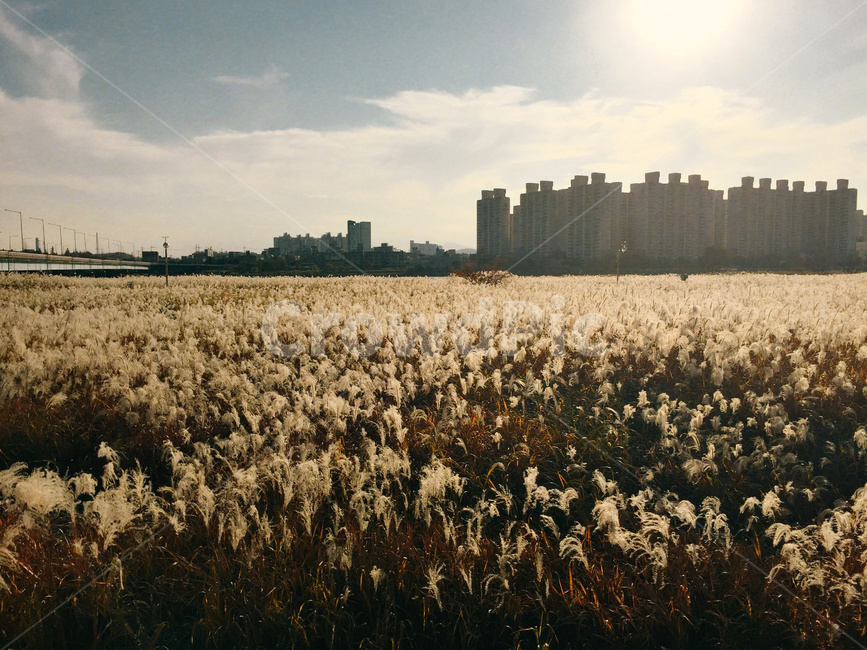 가을,억새,식물,자연,풍경,autumn,fall,plant,nature,landscape,가을,계절,fall,autumn,season,도시,풍경,city,landscape,한국도시풍경,한국도시경관,korea cityscape,감성,sensible,feeling,휴식,힐링,rest,relaxation,healing,grass,잔디