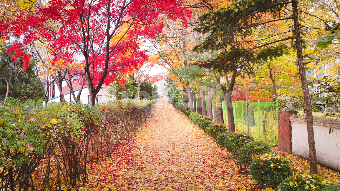 단풍,낙엽,가을,가을풍경,울긋불긋,붉은색,노란색,아름다운,풍경,경치,식물,잎,나뭇잎,자연,길,산책로,샛길,나무,계절,뒷길,숲길,단풍잎,수북한,가을,계절,fall,autumn,season,자연,풍경,nature,landscape