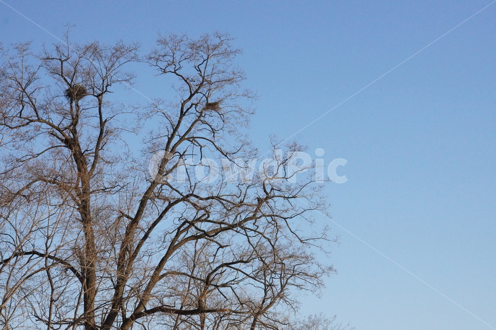 겨울,하늘,나뭇가지,식물,나무,tree,plant,식물,자연,plants,nature,나무,trees,wood