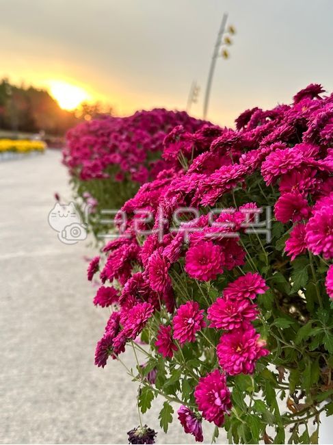 Chrysanthemum Flower Scent Pet Friendly Pension 경쟁 제품과 비교 이미지